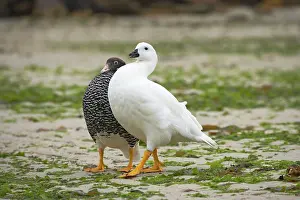 Hybrida: Kelp Goose - courtship display
