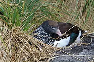 Kelp: Kelp Goose - female