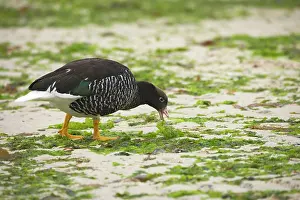 Chloephaga: Kelp Goose - female feeding on kelp at low tide