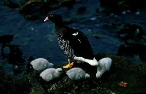 Hybrida: Kelp goose, female with goslings