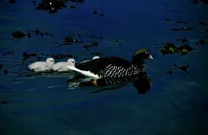 Hybrida: Kelp goose, female swimming with goslings