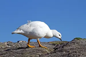 Kelp: Kelp Goose - male