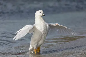 Kelp: Kelp Goose - Male - Bathing - Falklands