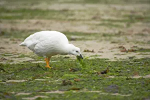 Chloephaga: Kelp Goose - male feeding on kelp at low tide