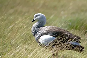 Fuego: Kelp Goose in the Tierra del Fuego National