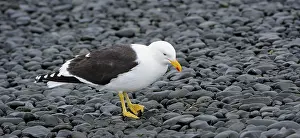 Kelp: Kelp Gull
