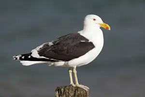 Dominicanus: Kelp Gull / Black-backed Gull - perched on post