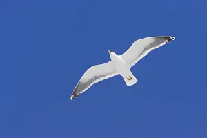 Dominicanus: Kelp Gull - in flight