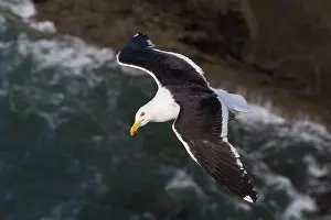 Kelp: Kelp Gull - in flight