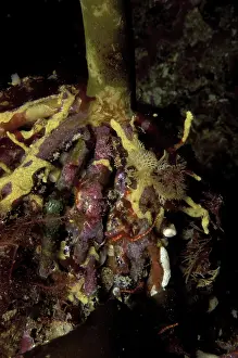 Kelp: Kelp holdfast encrusted with invertebrates