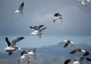 Dominicanus: Kelp / Southern Black-backed / Dominican GULL - In flight
