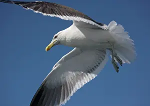 Dominicanus: Kelp / Southern Black-backed / Dominican GULL - In flight