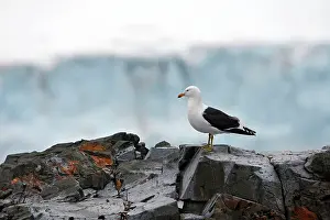 Dominicanus: Kelp / Southern Black-backed Gull - Half Moon island