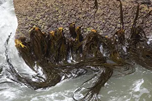 Pancake: Kelp - in the Surge Pool at the Pancake Rocks