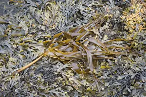 Serratus: Kelp - amongst Toothed Wrack (Fucus serratus)