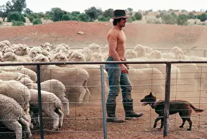 Mustering: Kelpie Dog - Sheepdog mustering sheep