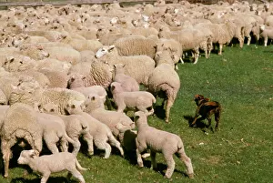 Mustering: Kelpie working dog - mustering sheep