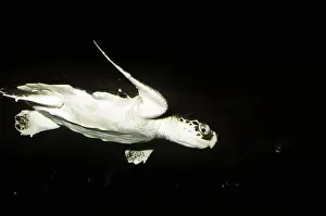 Ridley: Kemp's Ridley Sea Turtle