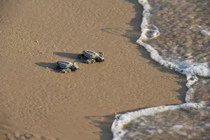 Ridley: Kemp's Ridley Sea Turtle (Lepidochelys kempii)