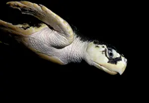 Ridley: Kemp's Ridley Turtle