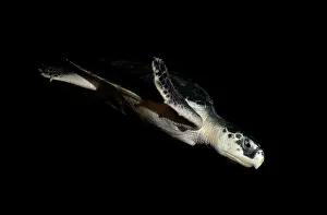 Ridley: Kemp's Ridley Turtle
