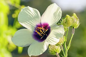 Whites: Kenaf, Hibiscus cannabinus Big Love, flower