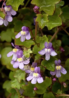 Toadflax: Kenilworth Ivy / Ivy-leaved Toadflax