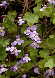 Toadflax: Kenilworth Ivy / Ivy-leaved Toadflax