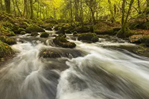 Vale: Kennall Vale - River and Woodland - Cornwall - UK