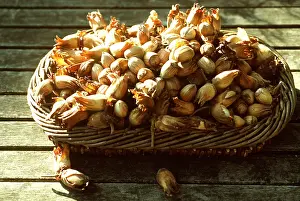 Basket: KENT COB NUTS - in basket