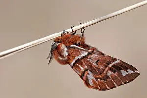 Kentish: Kentish Glory male