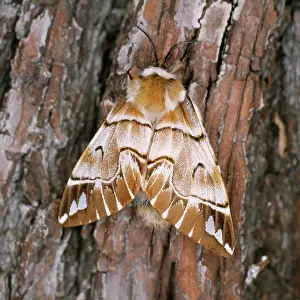Kentish: Kentish Glory MOTH - female