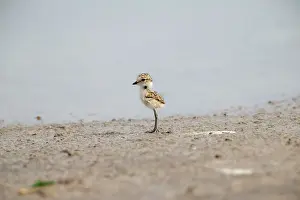 Plovers: Kentish Plover