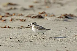 Alexandrinus: Kentish Plover