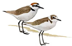 Plovers: Kentish Plover