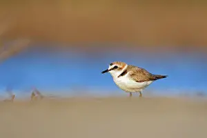Charadrius: Kentish Plover