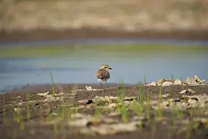 Clay: Kentish Plover