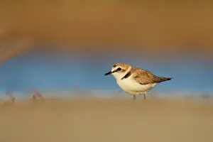 Charadrius: Kentish Plover