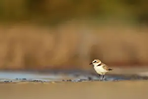Charadrius: Kentish Plover