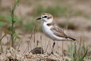 Delta: Kentish Plover