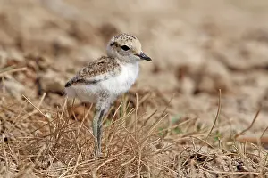 Delta: Kentish Plover