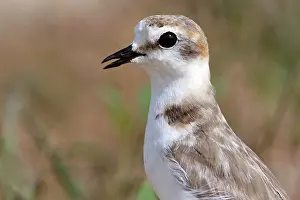 Delta: Kentish Plover