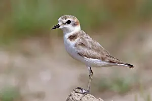 Delta: Kentish Plover