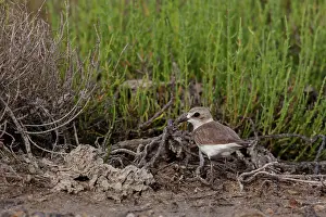 Charadrius: Kentish plover (Charadrius alexandrinus). Camargue