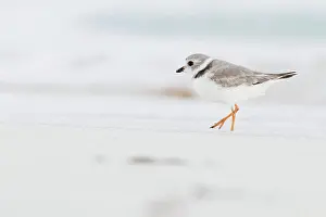Maria: Kentish plover (Charadrius alexandrinus) running