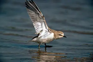 R T Smith: Kentish Plover - female