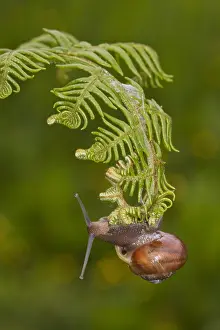 Crawling: Kentish Snail (Monacha cantiana) hanging on a C