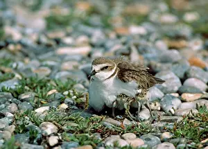 Alexandrinus: Kentish / Snowy PLOVER