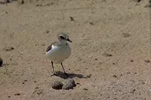 Alexandrinus: Kentish / Snowy PLOVER - female at nest with eggs