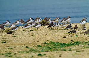 Wolfgang Wagner: Kentish / Snowy PLOVER - flock by water
